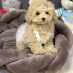 Irlotta-female-maltipoo-puppy-for-sale-1 (5)
