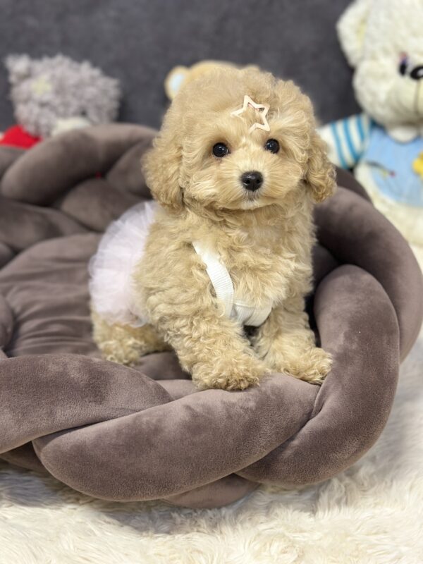 Irlotta Maltipoo Irlotta Maltipoo