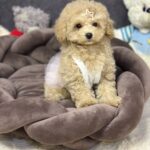 Irlotta-female-maltipoo-puppy-for-sale-1 (6)