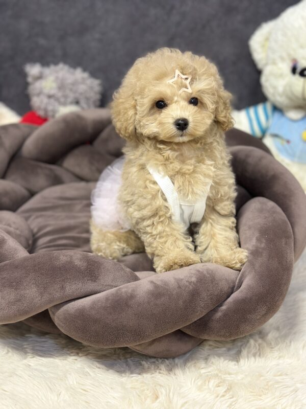 Irlotta Maltipoo Irlotta Maltipoo