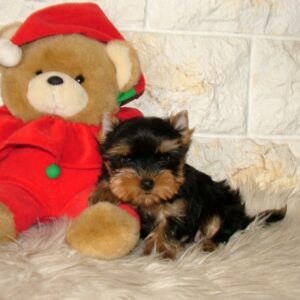 Irlotta Yorkshire Terrier Irlotta Yorkshire Terrier