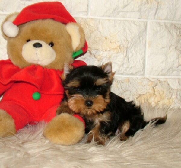 Irlotta Yorkshire Terrier Irlotta Yorkshire Terrier