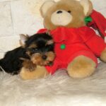 Irlotta-female-yorkshire-terrier-puppy-for-sale-1 (2)