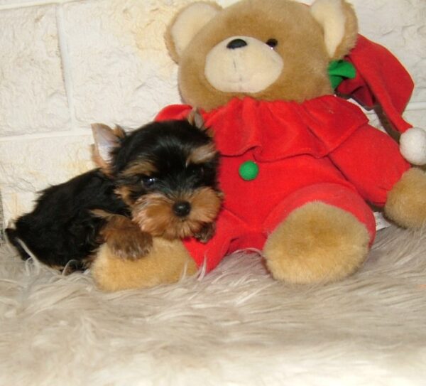 Irlotta Yorkshire Terrier Irlotta Yorkshire Terrier