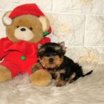 Irlotta-female-yorkshire-terrier-puppy-for-sale-1 (3)