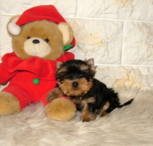 Irlotta Yorkshire Terrier Irlotta Yorkshire Terrier