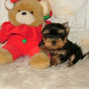 Irlotta Yorkshire Terrier Irlotta Yorkshire Terrier