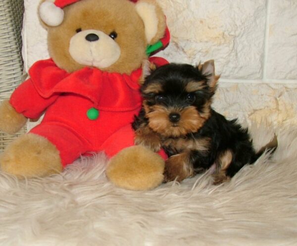 Irlotta Yorkshire Terrier Irlotta Yorkshire Terrier