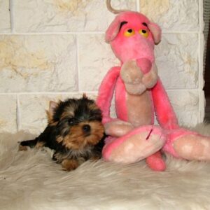 Irma Yorkshire Terrier Irma Yorkshire Terrier