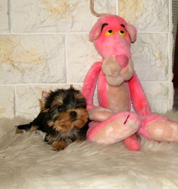 Irma Yorkshire Terrier Irma Yorkshire Terrier
