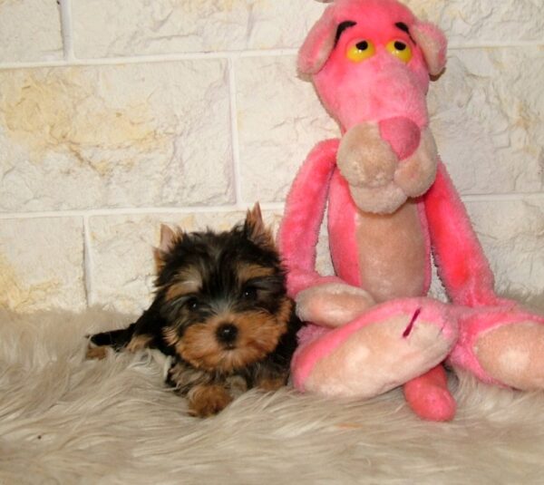 Irma Yorkshire Terrier Irma Yorkshire Terrier