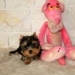 Irma-female-yorkshire-terrier-puppy-for-sale-1 (3)