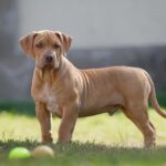 Isley-male-Bully-puppy-for-sale- (1)