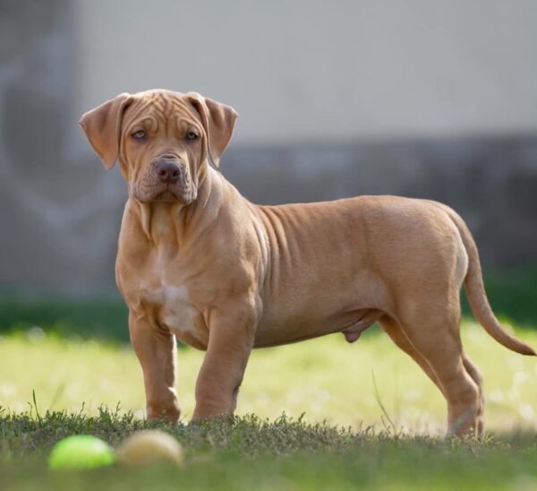Isley American Bully Isley American Bully