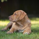 Isley-male-Bully-puppy-for-sale- (2)