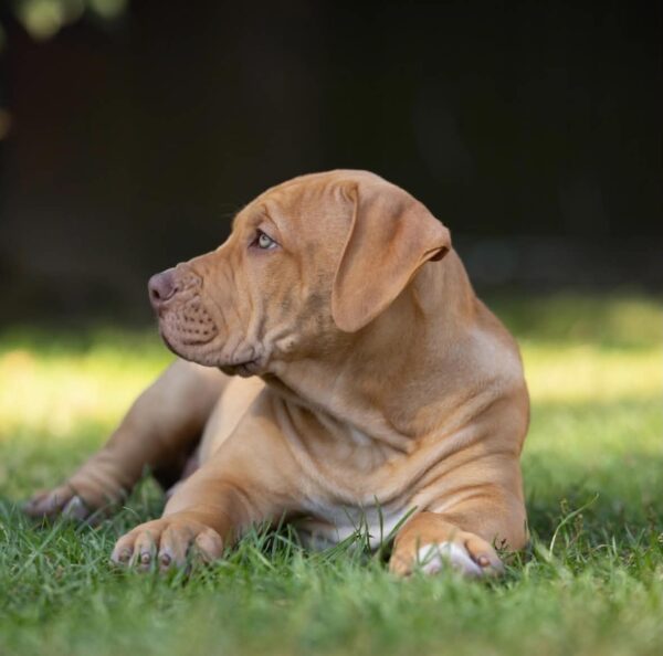 Isley American Bully Isley American Bully