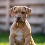 Isley-male-Bully-puppy-for-sale- (3)
