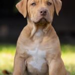 Isley-male-Bully-puppy-for-sale- (4)