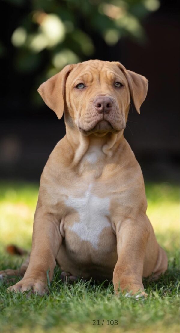 Isley American Bully Isley American Bully