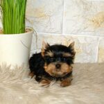 Ista-female-yorkshire-terrier-puppy-for-sale-1 (1)