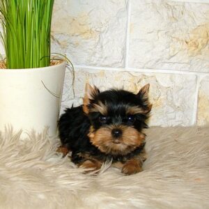 Ista Yorkshire Terrier Ista Yorkshire Terrier