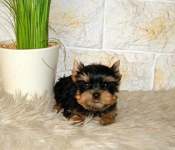 Ista Yorkshire Terrier Ista Yorkshire Terrier