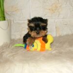 Ista-female-yorkshire-terrier-puppy-for-sale-1 (2)