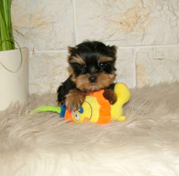 Ista Yorkshire Terrier Ista Yorkshire Terrier