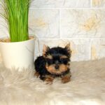 Ista-female-yorkshire-terrier-puppy-for-sale-1 (3)