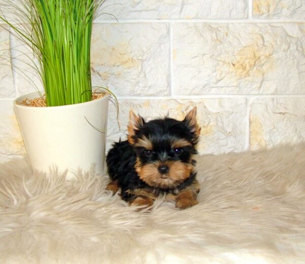 Ista Yorkshire Terrier Ista Yorkshire Terrier