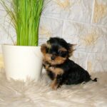 Ista-female-yorkshire-terrier-puppy-for-sale-1 (4)