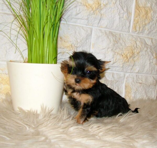 Ista Yorkshire Terrier Ista Yorkshire Terrier