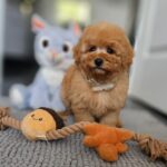 Iva-female-miniature-poodle-puppy-for-sale-1 (1)