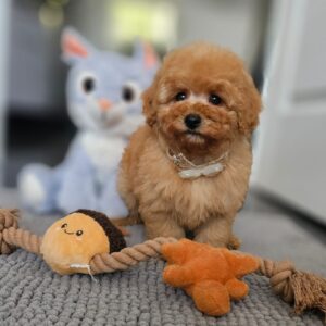 Iva Miniature Poodle Iva Miniature Poodle