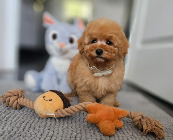 Iva Miniature Poodle Iva Miniature Poodle
