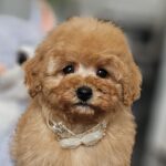 Iva-female-miniature-poodle-puppy-for-sale-1 (2)