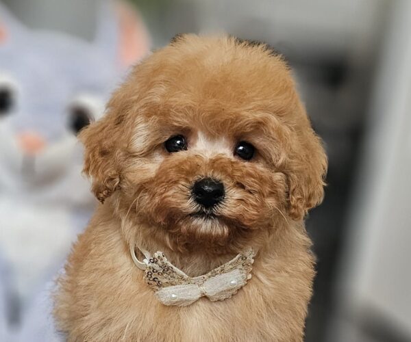 Iva Miniature Poodle Iva Miniature Poodle