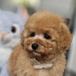 Iva-female-miniature-poodle-puppy-for-sale-1 (3)