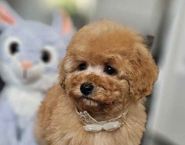 Iva Miniature Poodle Iva Miniature Poodle