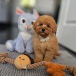 Iva-female-miniature-poodle-puppy-for-sale-1 (4)