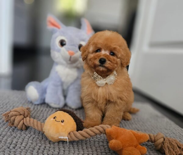 Iva Miniature Poodle Iva Miniature Poodle