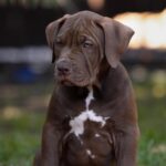 Ivar-male-Bully-puppy-for-sale- (1)