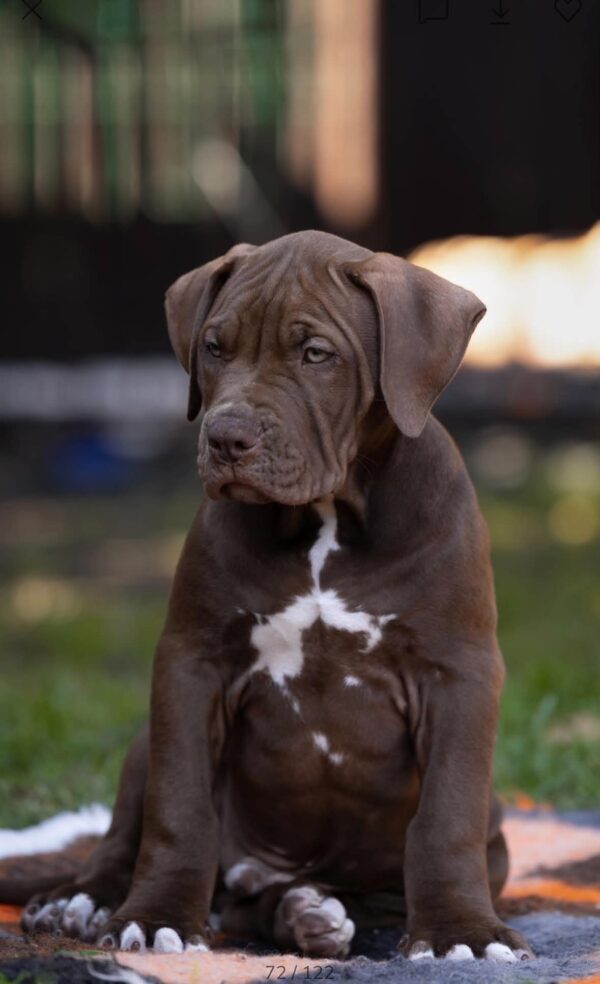Ivar American Bully Ivar American Bully