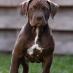 Ivar-male-Bully-puppy-for-sale- (2)