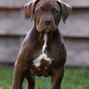 Ivar American Bully Ivar American Bully