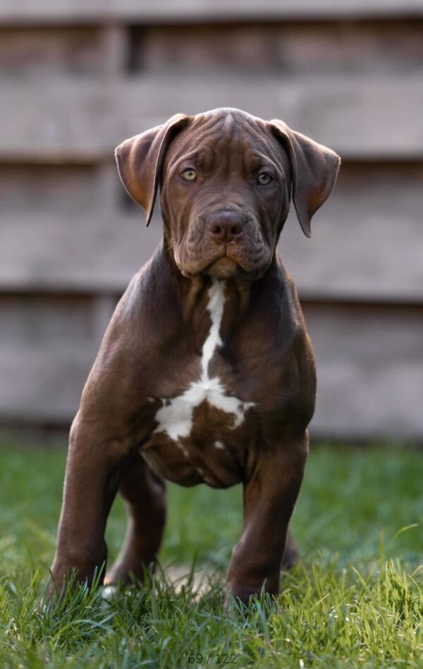 Ivar American Bully Ivar American Bully