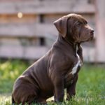 Ivar-male-Bully-puppy-for-sale- (3)