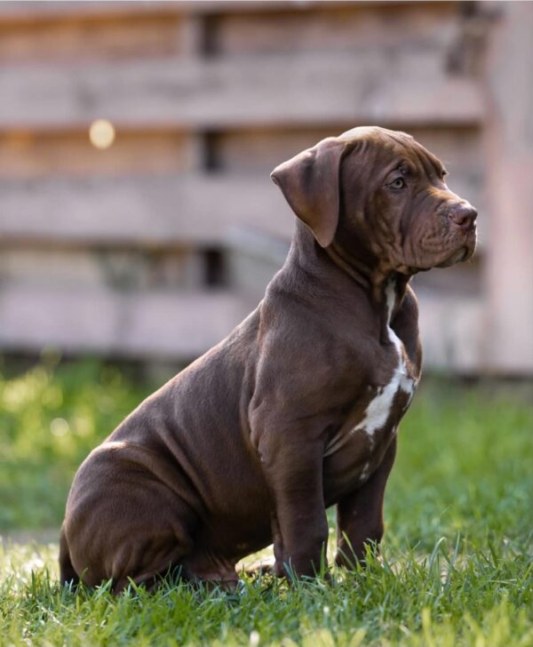Ivar American Bully Ivar American Bully