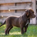 Ivar-male-Bully-puppy-for-sale- (4)