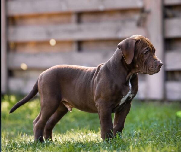Ivar American Bully Ivar American Bully